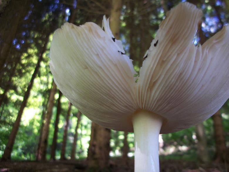 Free stock image of The Magical Forest created by Nature Girl