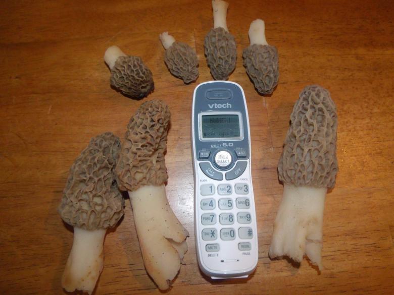 Free stock image of Calling All Morel Lovers! created by Nature Girl