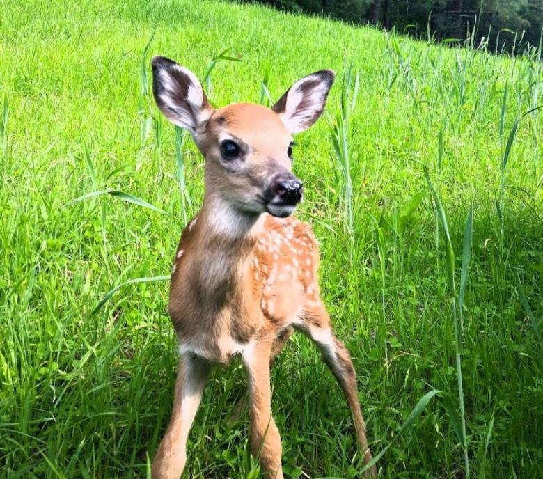 Free stock image of The Fawn created by Nature Girl