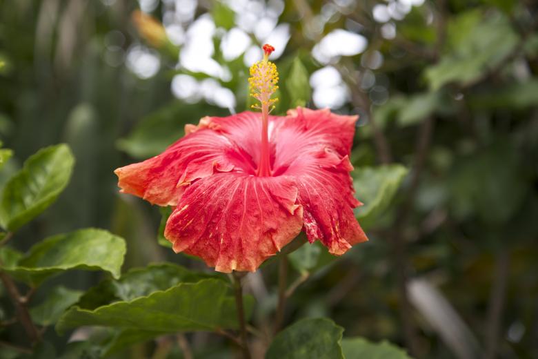 Free stock image of Beautiful flower created by dana richardson