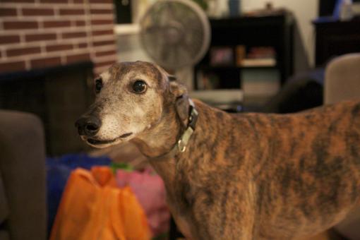 Greyhound rescue - Free Stock Photo