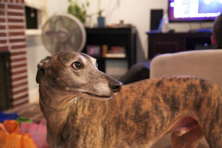 Free stock image of Rescue boy whiskey created by dana richardson