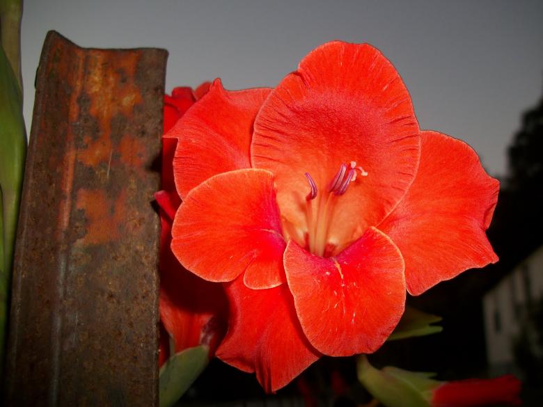 Free stock image of Rustic Shade Of Red created by Nature Girl