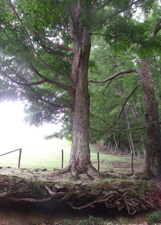 Free stock image of Roots created by Nature Girl