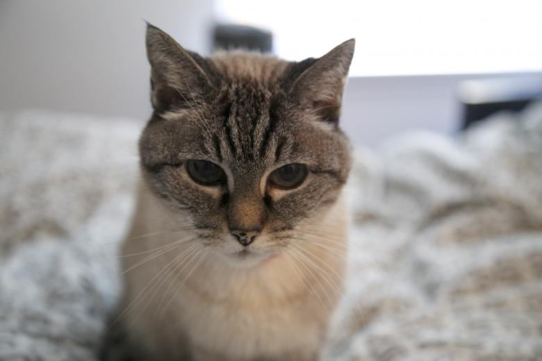 Free stock image of Stray named Rub created by dana richardson