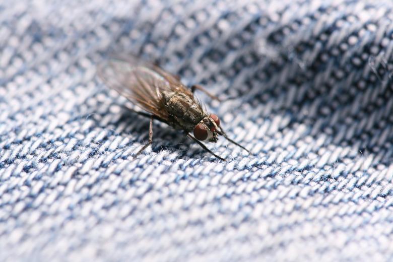 Free stock image of Fly created by 2happy