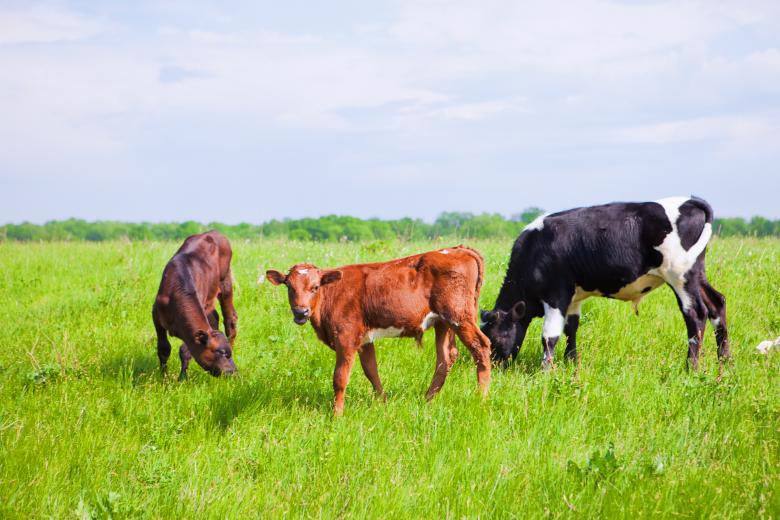 Free stock image of Cows on farmland created by 2happy