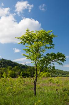 Free Stock Photo of summer tree