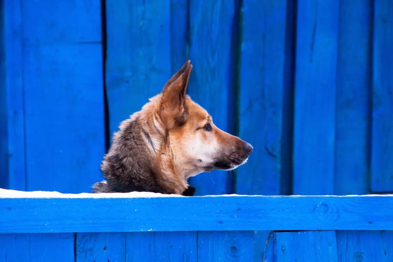 Free stock image of Dog on a blue background created by 2happy