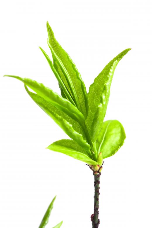 Free stock image of Green leaf created by 2happy