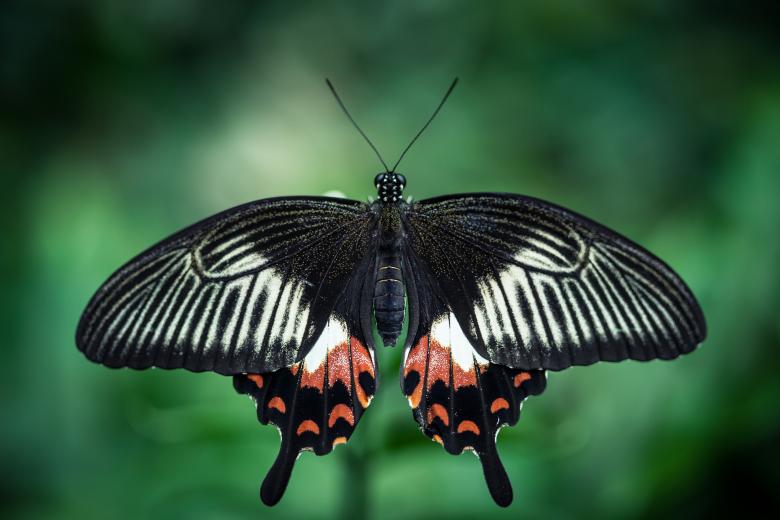 Free stock image of Butterfly created by Bjorgvin