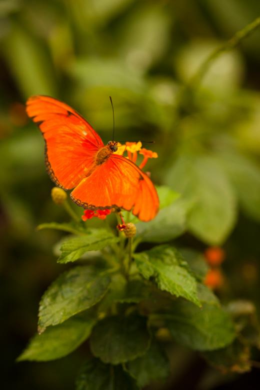 Free stock image of Orange Butterfly created by Bjorgvin