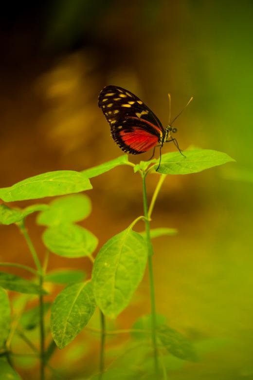 Free stock image of Butterfly on leaf created by Bjorgvin