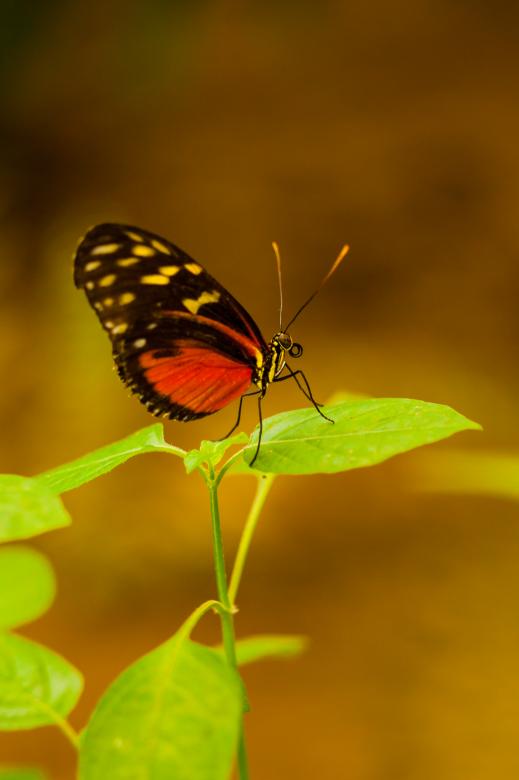 Free stock image of Butterfly on leaf created by Bjorgvin