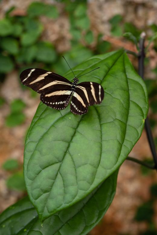 Free stock image of Butterfly on leaf created by Bjorgvin