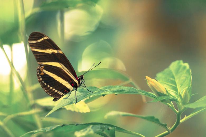Free stock image of Butterfly in leaves created by Bjorgvin