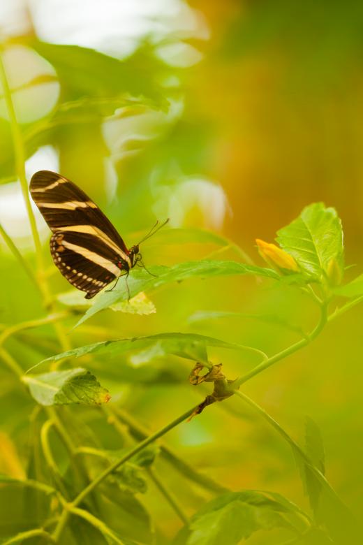 Free stock image of Butterfly in leaves created by Bjorgvin