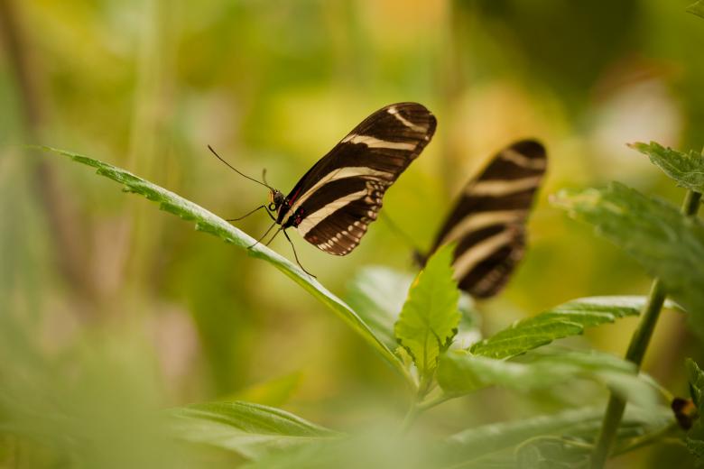 Free stock image of Pair of butterflies created by Bjorgvin