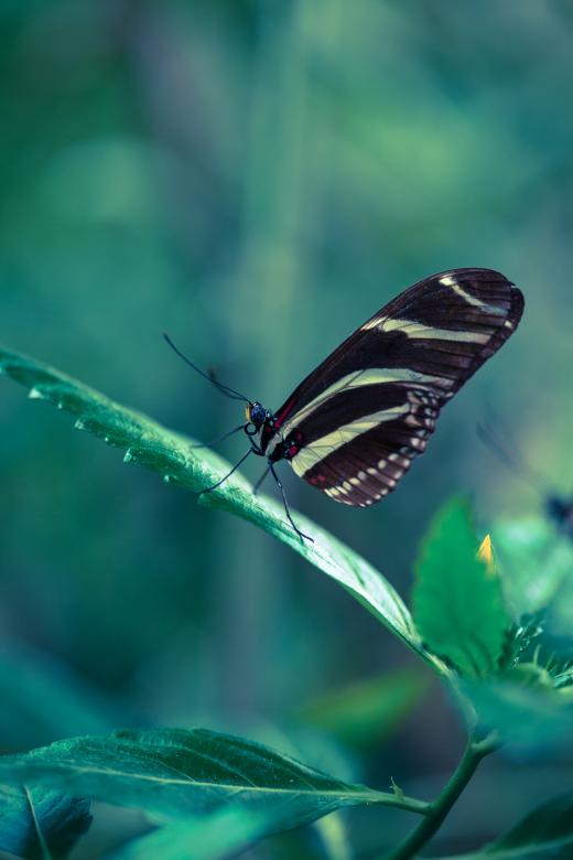 Free stock image of Butterfly on green created by Bjorgvin