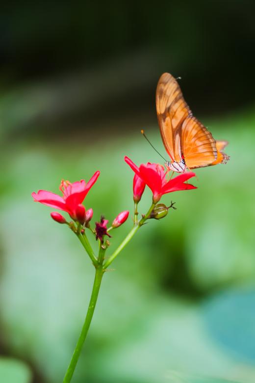 Free stock image of Orange Butterfly created by Bjorgvin