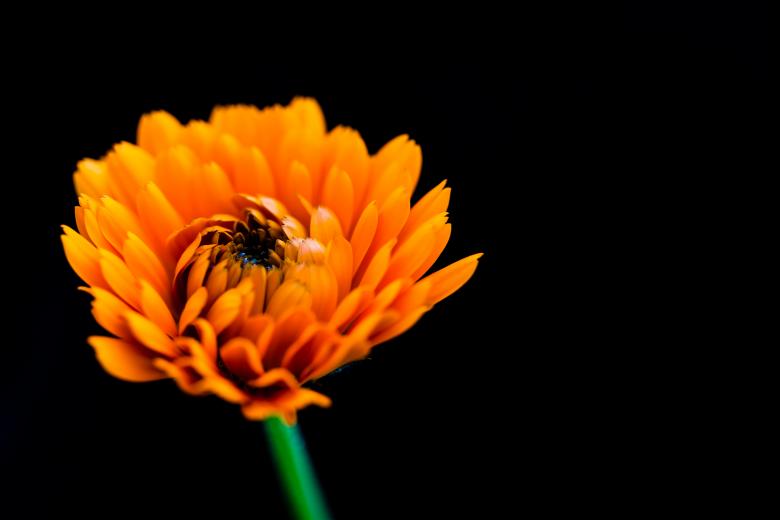 Free stock image of Orange Flower on Black created by Bjorgvin