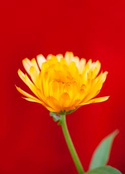 Yellow flower on red background - Free Stock Photo