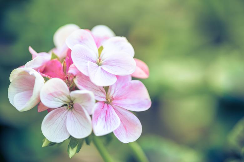 Free stock image of Beautiful Flowers created by Bjorgvin