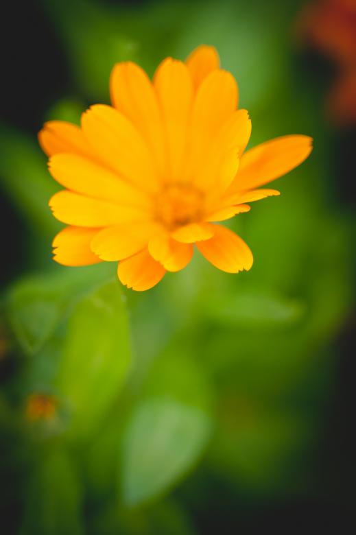 Free stock image of Beautiful Yellow Flower created by Bjorgvin