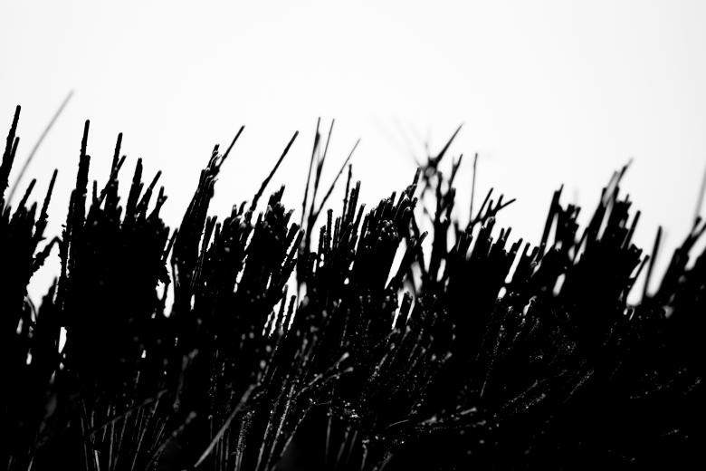 Free stock image of Wire Brush created by Bjorgvin