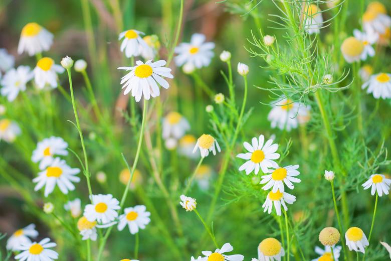 Free stock image of Camomiles created by 2happy