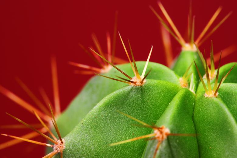 Free stock image of Cactus created by 2happy
