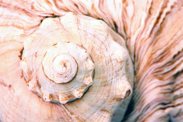 Free stock image of Seashell created by 2happy