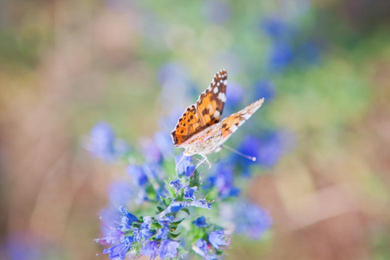 Free stock image of Butterfly on the flower created by 2happy