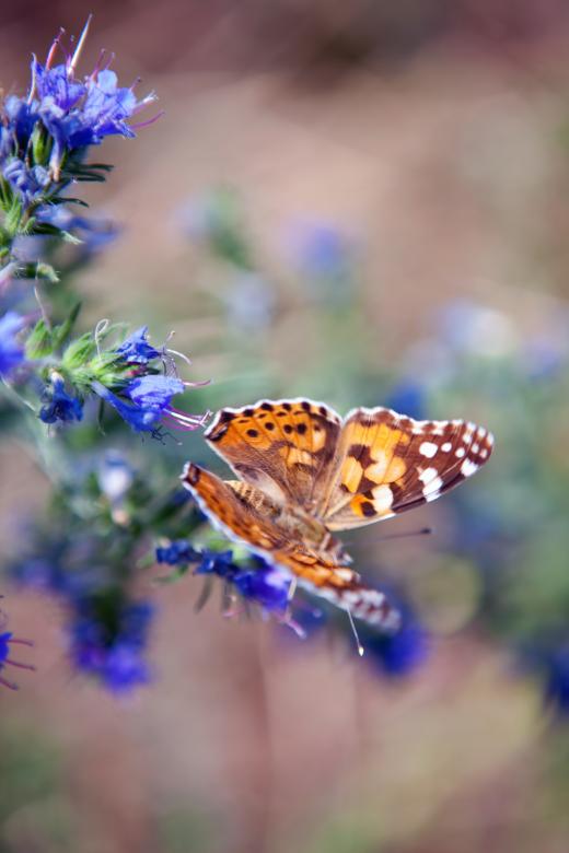 Free stock image of Butterfly on the flower created by 2happy