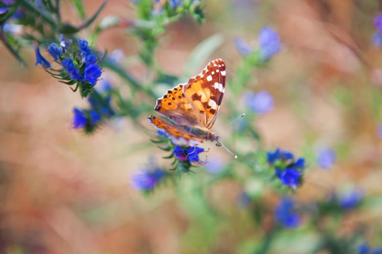 Free stock image of Butterfly on the flower created by 2happy