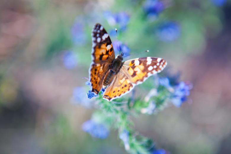 Free stock image of Butterfly on the flower created by 2happy