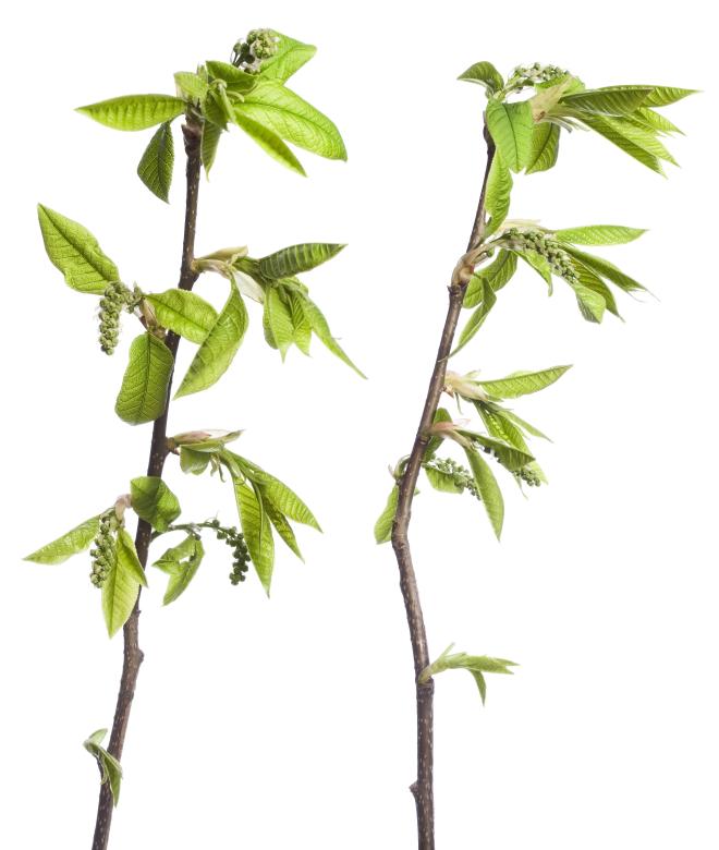 Free stock image of green branch created by 2happy