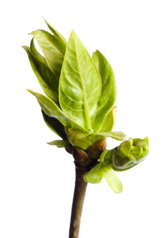 Free stock image of green branch created by 2happy