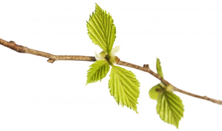 Free stock image of green branch created by 2happy