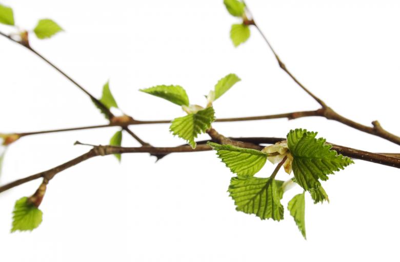 Free stock image of green branch created by 2happy