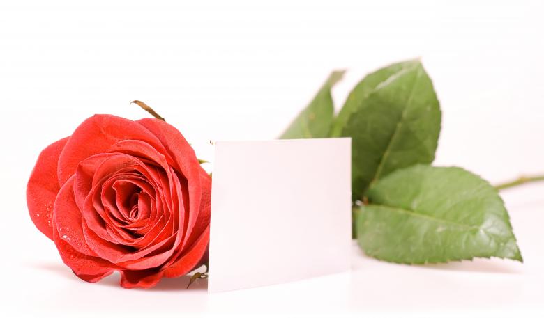 Free stock image of red rose created by 2happy