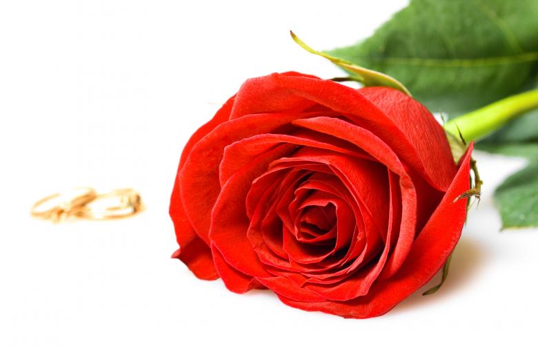 Free stock image of roses and rings created by 2happy