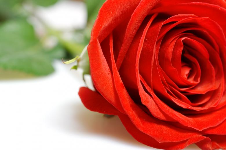 Free stock image of red rose created by 2happy