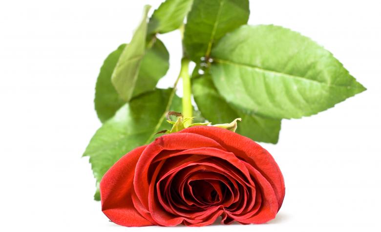Free stock image of red rose created by 2happy