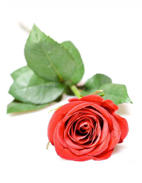 Free stock image of red rose created by 2happy