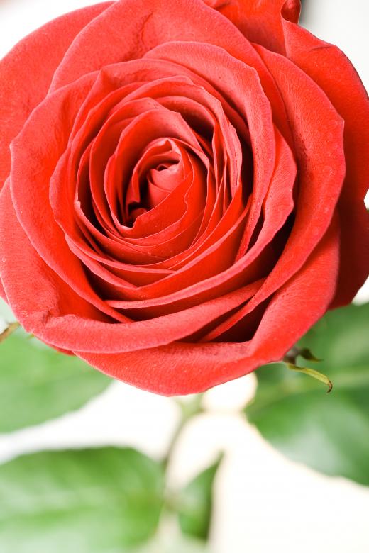 Free stock image of red rose created by 2happy