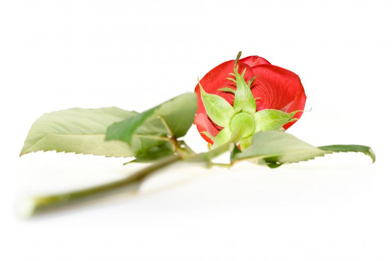 Free stock image of red rose created by 2happy