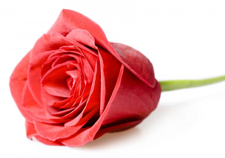 Free stock image of red rose created by 2happy