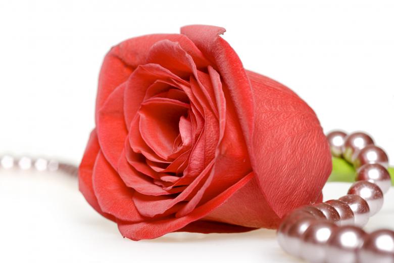 Free stock image of red rose created by 2happy