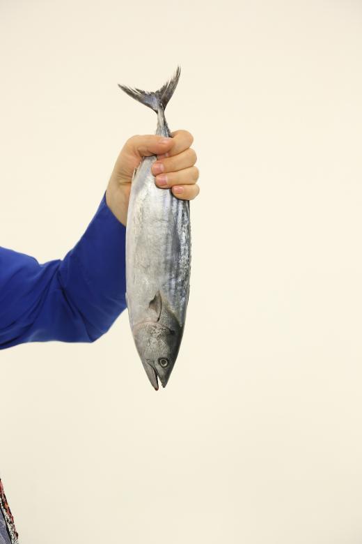 Free stock image of Big Fish created by mustafa yildiz